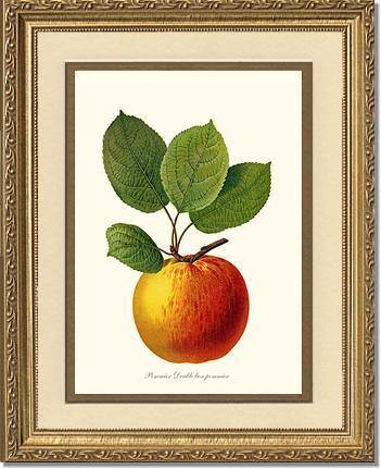 Apple, Double Bon Pommier - Charting Nature