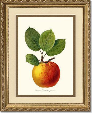 Apple, Double Bon Pommier - Charting Nature
