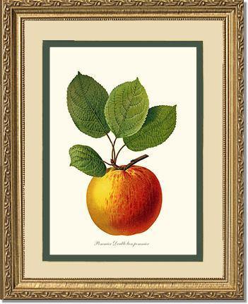 Apple, Double Bon Pommier - Charting Nature