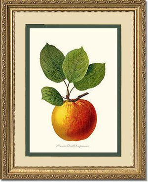 Apple, Double Bon Pommier - Charting Nature
