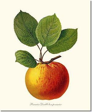 Apple, Double Bon Pommier - Charting Nature