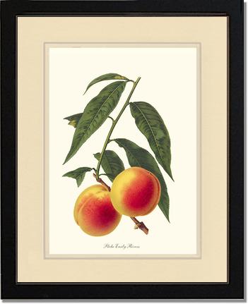 Peach, Early Rivers | Vintage Redouté's Fruit Art Print