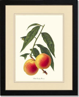 Peach, Early Rivers