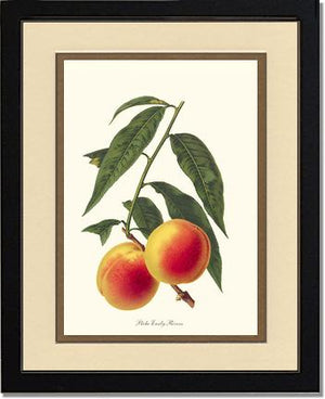Peach, Early Rivers