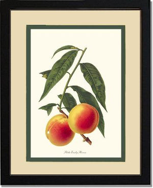 Peach, Early Rivers