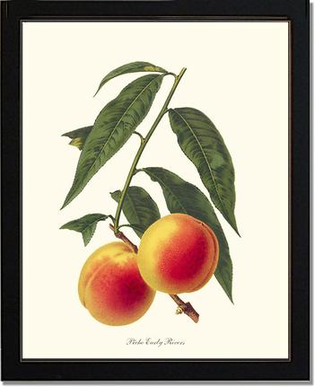 Peach, Early Rivers | Vintage Redouté's Fruit Art Print