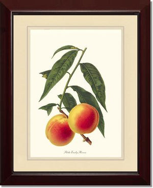Peach, Early Rivers