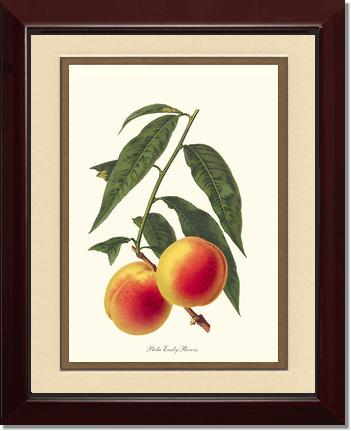 Peach, Early Rivers | Vintage Redouté's Fruit Art Print