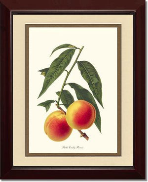 Peach, Early Rivers