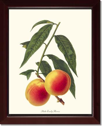 Peach, Early Rivers | Vintage Redouté's Fruit Art Print