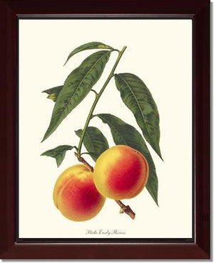 Peach, Early Rivers