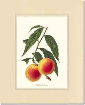 Peach, Early Rivers