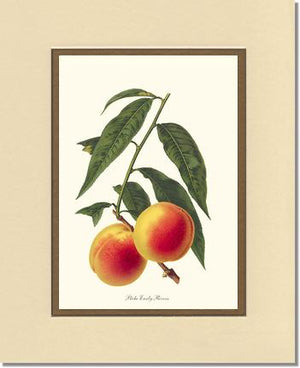 Peach, Early Rivers