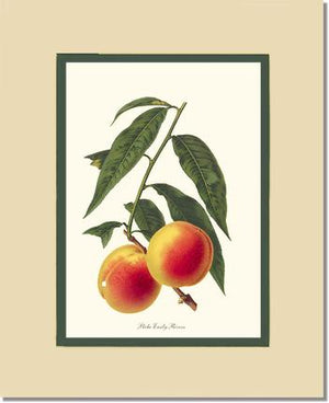 Peach, Early Rivers