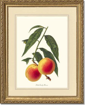 Peach, Early Rivers