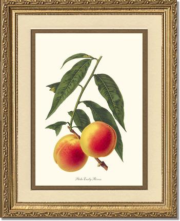 Peach, Early Rivers | Vintage Redouté's Fruit Art Print