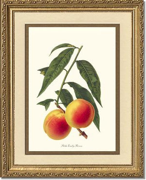 Peach, Early Rivers