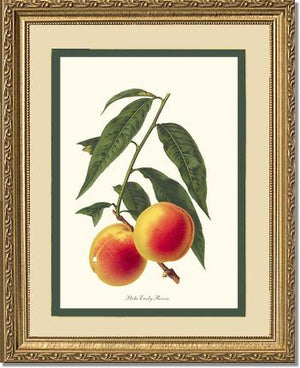 Peach, Early Rivers