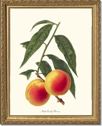 Peach, Early Rivers | Vintage Redouté's Fruit Art Print