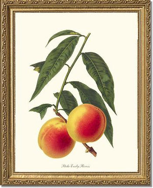 Peach, Early Rivers