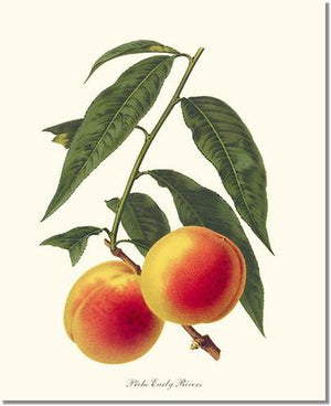 Fruit Print: Peach, Early Rivers