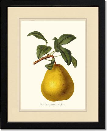 Pear, Beurre | Vintage Redouté's Fruit Art Print