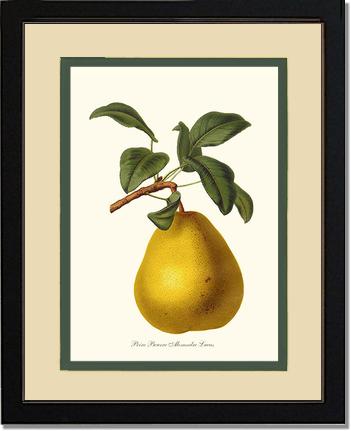 Pear, Beurre | Vintage Redouté's Fruit Art Print