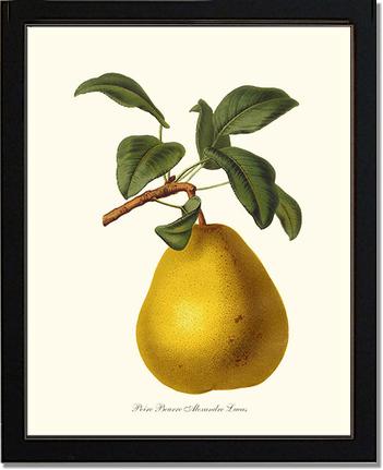 Pear, Beurre | Vintage Redouté's Fruit Art Print
