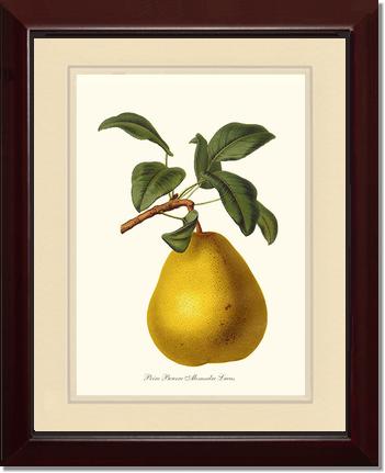 Pear, Beurre | Vintage Redouté's Fruit Art Print