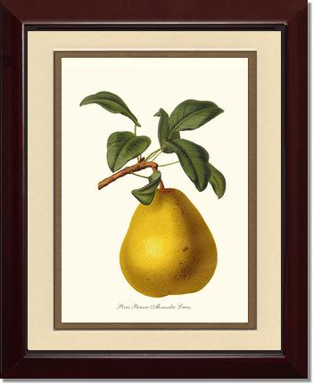Pear, Beurre | Vintage Redouté's Fruit Art Print
