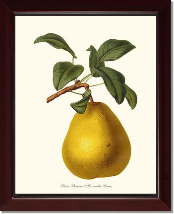 Pear, Beurre | Vintage Redouté's Fruit Art Print