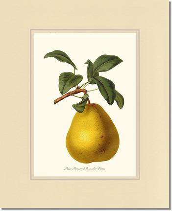 Pear, Beurre | Vintage Redouté's Fruit Art Print