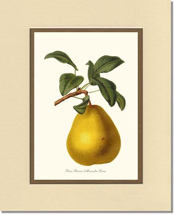 Pear, Beurre | Vintage Redouté's Fruit Art Print