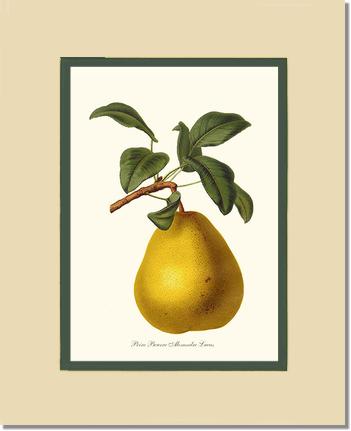 Pear, Beurre | Vintage Redouté's Fruit Art Print
