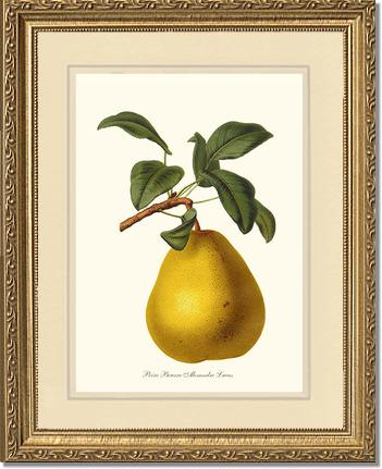 Pear, Beurre | Vintage Redouté's Fruit Art Print