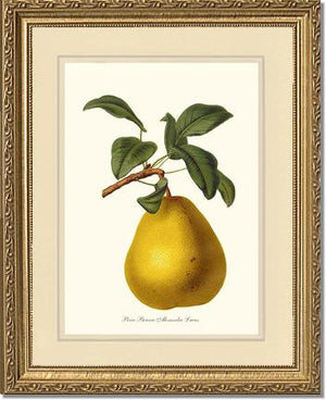 Pear, Beurre