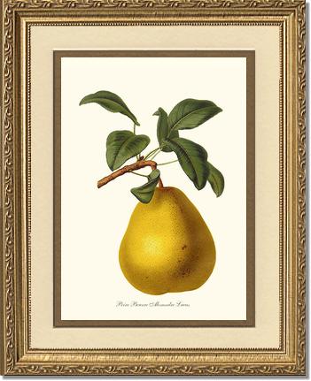 Pear, Beurre | Vintage Redouté's Fruit Art Print