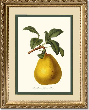 Pear, Beurre | Vintage Redouté's Fruit Art Print