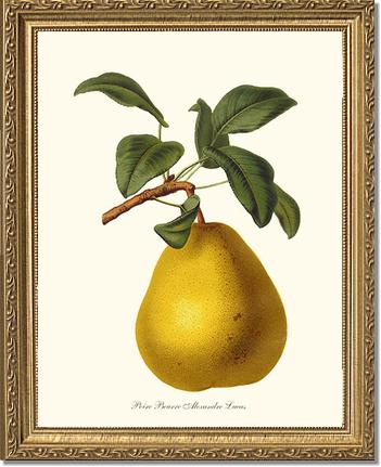 Pear, Beurre | Vintage Redouté's Fruit Art Print