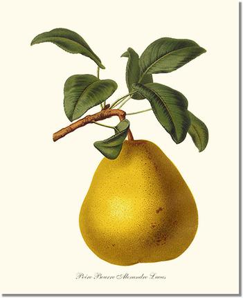 Pear, Beurre | Vintage Redouté's Fruit Art Print