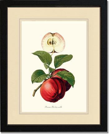Apple, Roi Tres Noble - Charting Nature