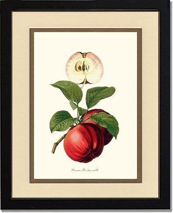 Apple, Roi Tres Noble - Charting Nature
