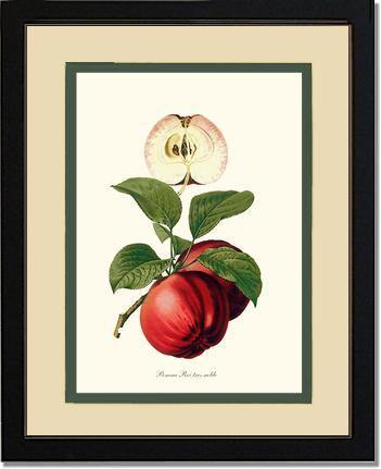 Apple, Roi Tres Noble - Charting Nature