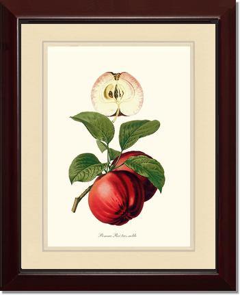 Apple, Roi Tres Noble - Charting Nature