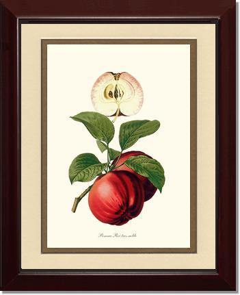 Apple, Roi Tres Noble - Charting Nature