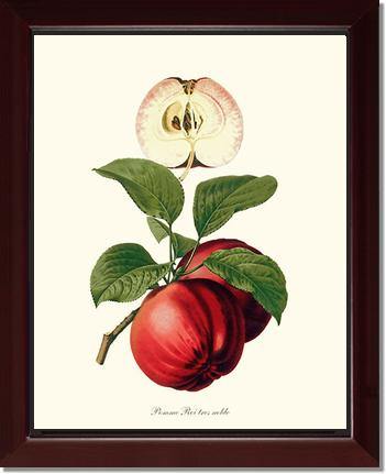 Apple, Roi Tres Noble - Charting Nature