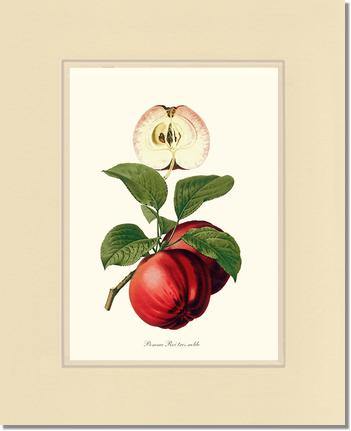 Apple, Roi Tres Noble - Charting Nature
