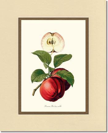 Apple, Roi Tres Noble - Charting Nature