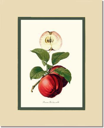 Apple, Roi Tres Noble - Charting Nature