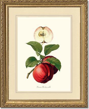 Apple, Roi Tres Noble - Charting Nature